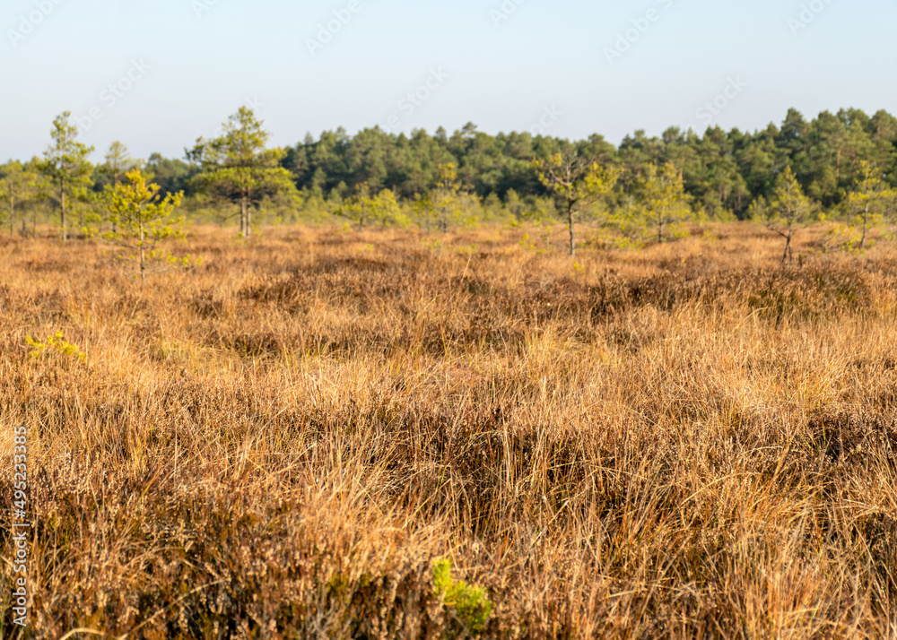 autumn characteristic colors in nature, bog plants painted in brown tones, rare swamp pines, autumn autumn characteristic colors in nature, bog plants painted in brown tones, rare swamp pines, autumn