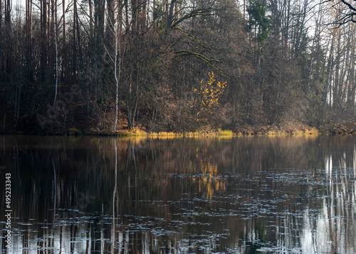 autumn landscape with dark trees on the lake shore, tree reflections on a calm water surface, yellow tree branch illuminated by the morning sun on the lake shore