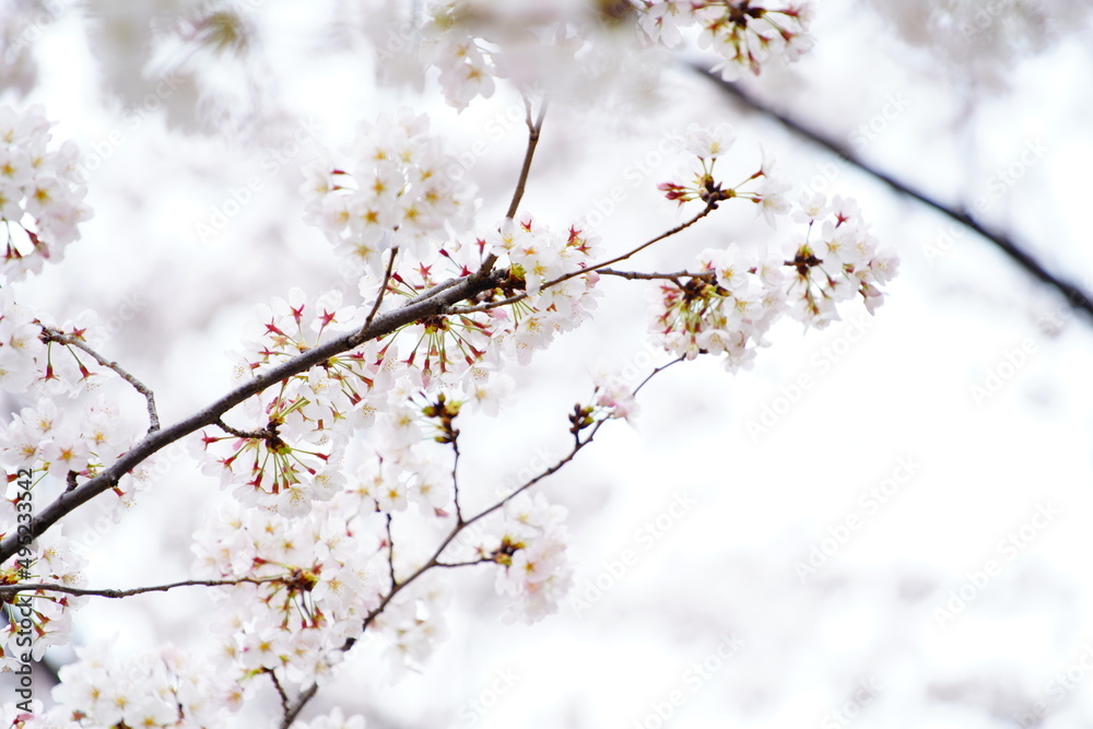 東京の桜