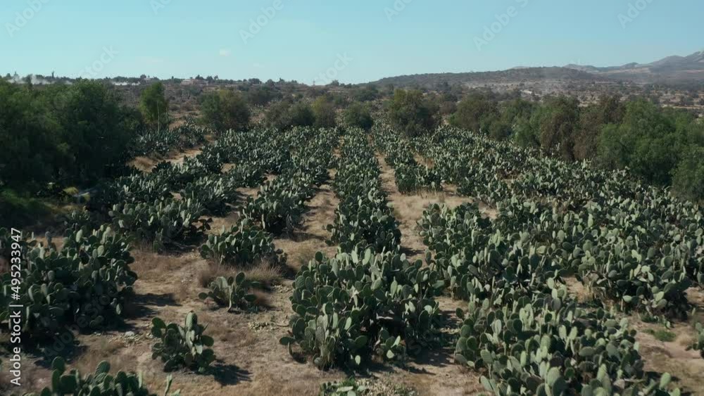 Nopal farm in Mexico. Drone view of opuntia rows with mountain back Nopal farm in Mexico. Drone view of opuntia rows with mountain back