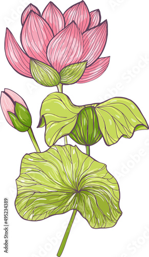 Lotus Flower with Leaves Detailed Realistic Illustration
