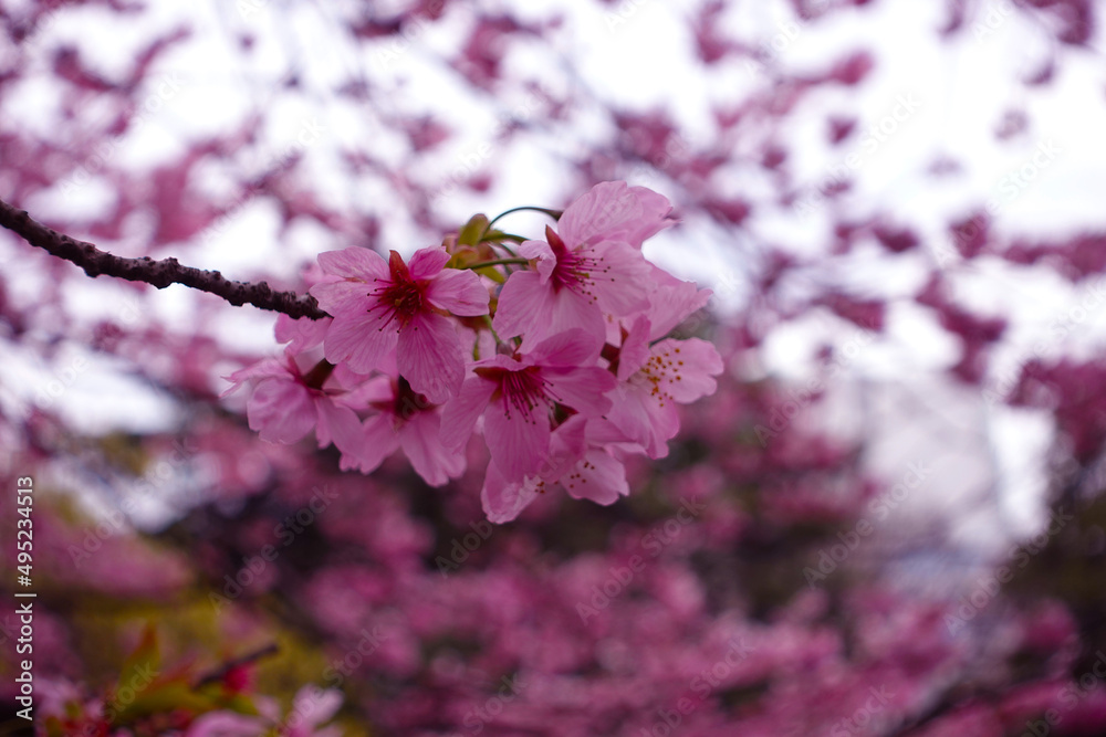Fantastic cherry blossoms. Japanese sakura. Fantastic cherry blossoms. Japanese sakura.
