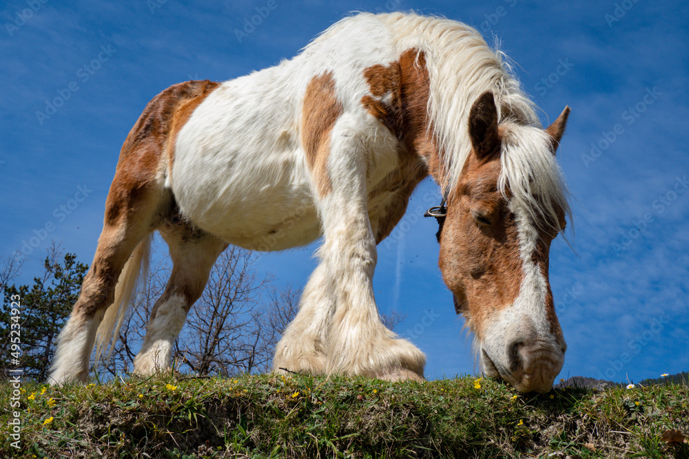 Gypsy horse with bell around neck grazing on wil;d flowers in pasture during springtime Gypsy horse with bell around neck grazing on wil;d flowers in pasture during springtime