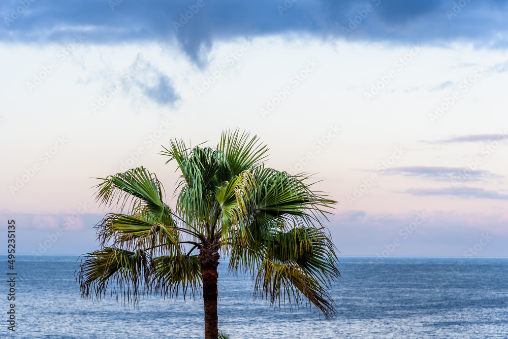 Summer beach background with palm tree against blue sky and ocean panorama with space for copy, tropical Caribbean travel destination, La Palma, Canary Islands