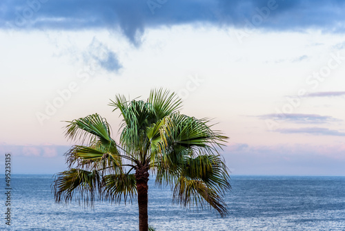 Summer beach background with palm tree against blue sky and ocean panorama with space for copy  tropical Caribbean travel destination  La Palma  Canary Islands