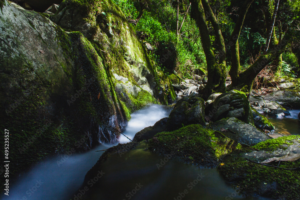 creek in forest creek in forest