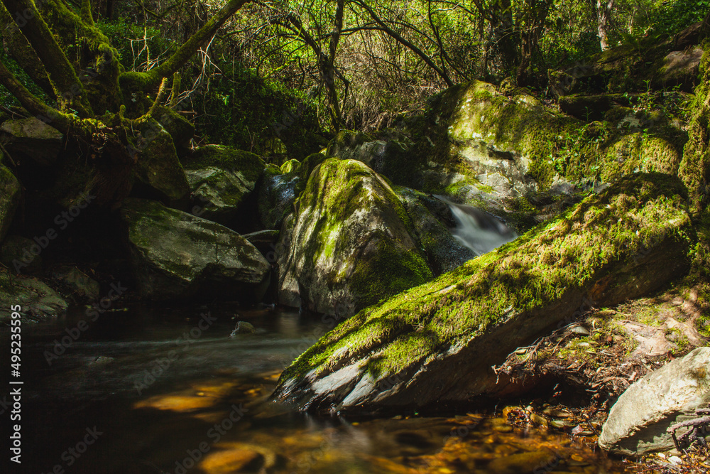 creek in  forest