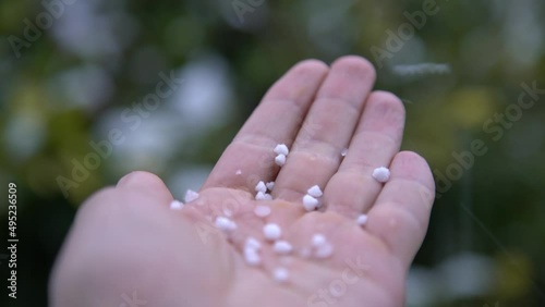 First snow is falling. Snowflakes (graupel) melt on girl hand. Super close-up photo