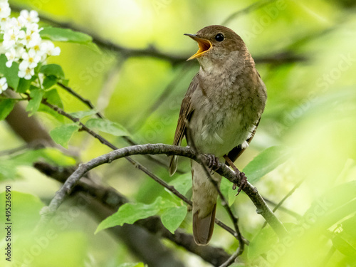 Thrush nightingale in a bush of bird-cherry