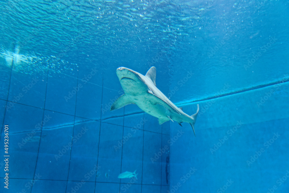Naklejka premium A shark swims in aquarium tank in Genoa Aquarium
