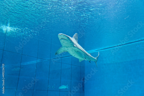 A shark swims in aquarium tank in Genoa Aquarium