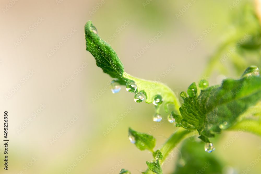 in the rays of the morning sun, young tomato leaves are covered with large transparent dew drops in the rays of the morning sun, young tomato leaves are covered with large transparent dew drops