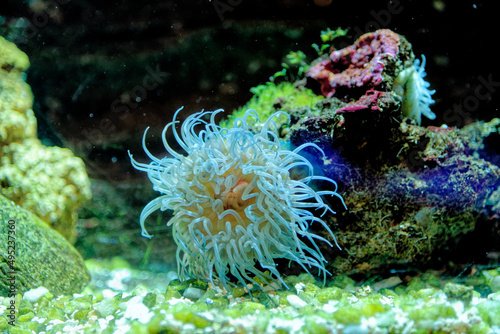 Beadlet anemone - Red sea anemone photo