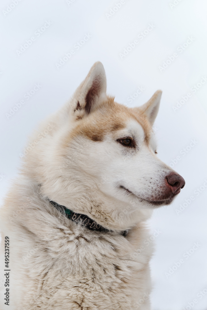 Smart dog with brown eyes. Portrait of red-and-white Siberian husky against light cloudy sky. Beautiful northern riding breed.