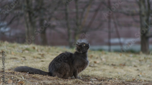 Homeles cat is looking for shelter. Abandoned animal, street cat. The cat is waiting for new owners. photo