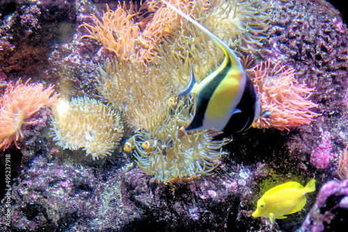 Beautiful underwater world with tropical fishs
