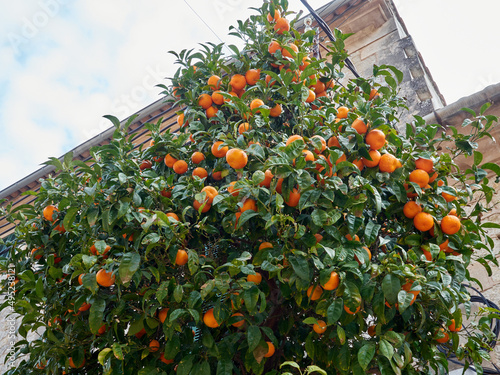 Tangerine tree in Valldemossa, Sierra de Tramuntana, Majorca, Balearic Islands, Spain photo