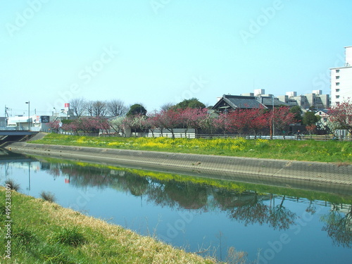 菜の花と花桃の花咲く坂川放水路河畔風景