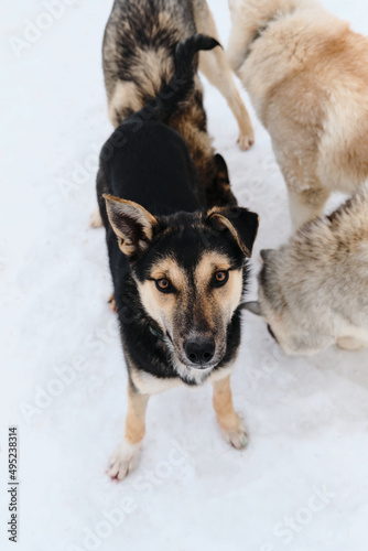 Funny mongrel in shelter. Black and tan cute Alaskan husky puppy. Dog is standing in snow and looking up  one ear is up  the other is lying.