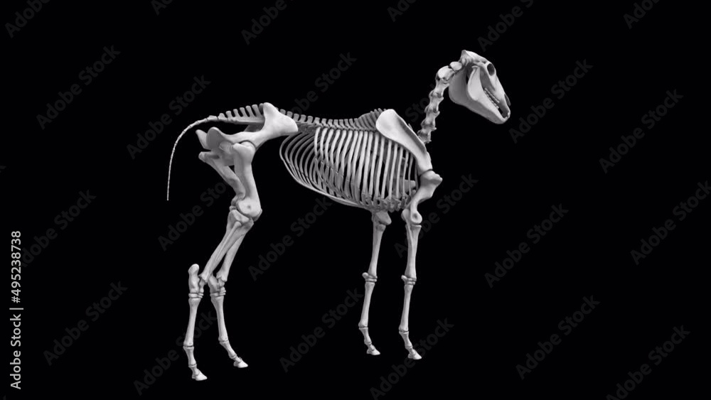 An endless loop of horse skeleton rotating on alpha channel background.