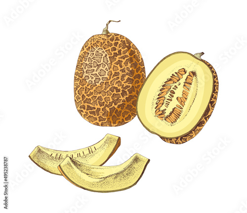 Hand drawn colorful melon illustration