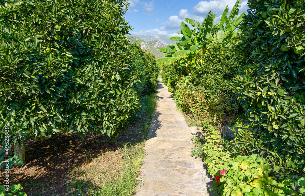 Path in the citrus garden. Nature, environment and ecology concept. Path in the citrus garden. Nature, environment and ecology concept.
