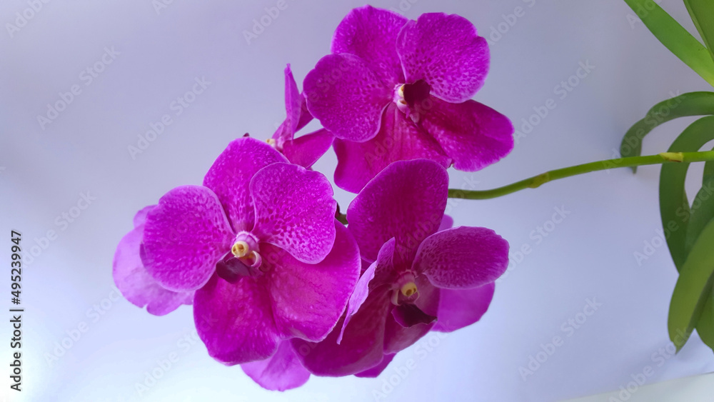 Naklejka premium purple orchid flower