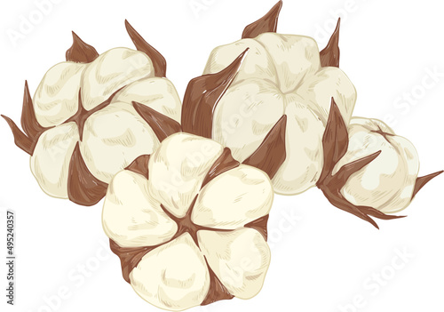 Cotton Flower Balls Hand Drawn Illustration