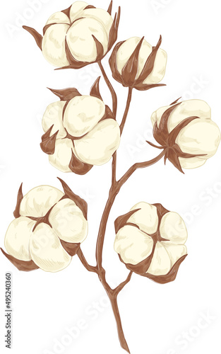 Soft Cotton Flower Branch Hand Drawn Illustration