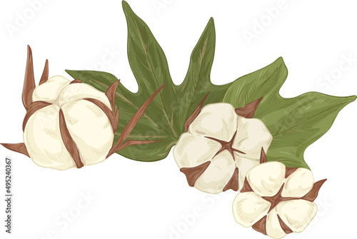 Cotton Flower Balls with Leaf Hand Drawn Illustration