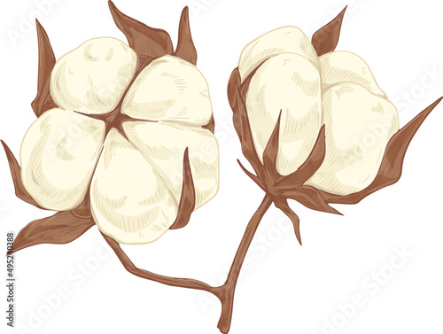 Cotton Flower Balls Hand Drawn Illustration