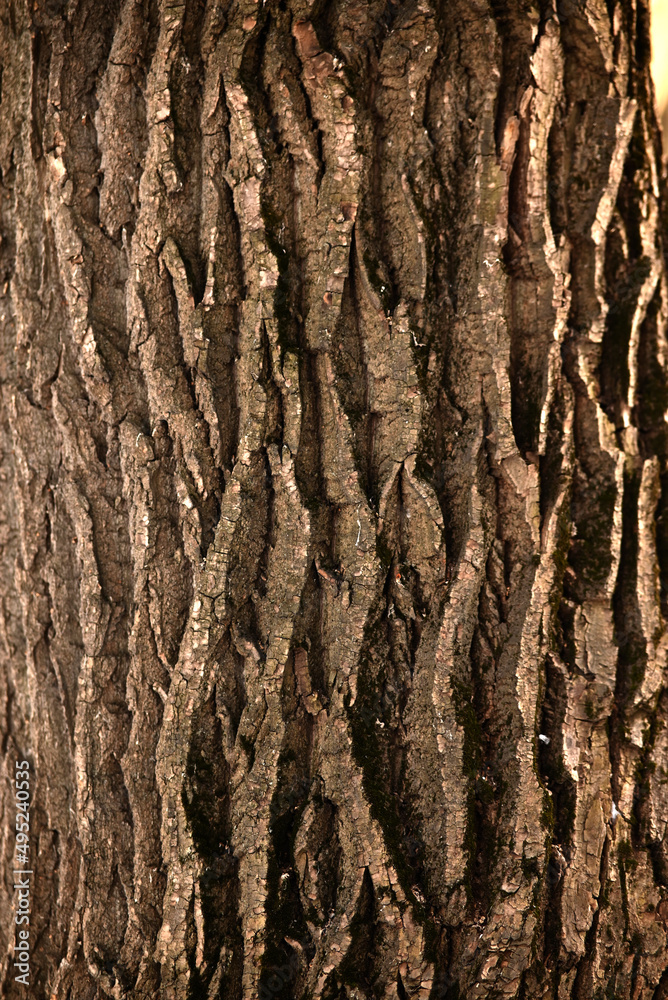 bark of a tree bark of a tree