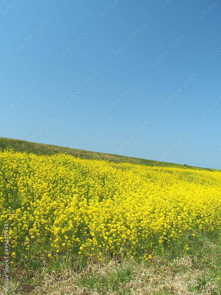 Fototapeta premium 菜の花咲く江戸川土手風景