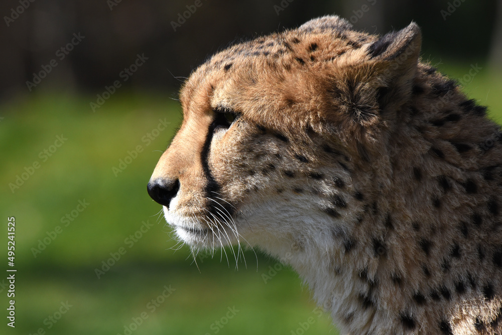 Fototapeta premium wunderschöner Gepard