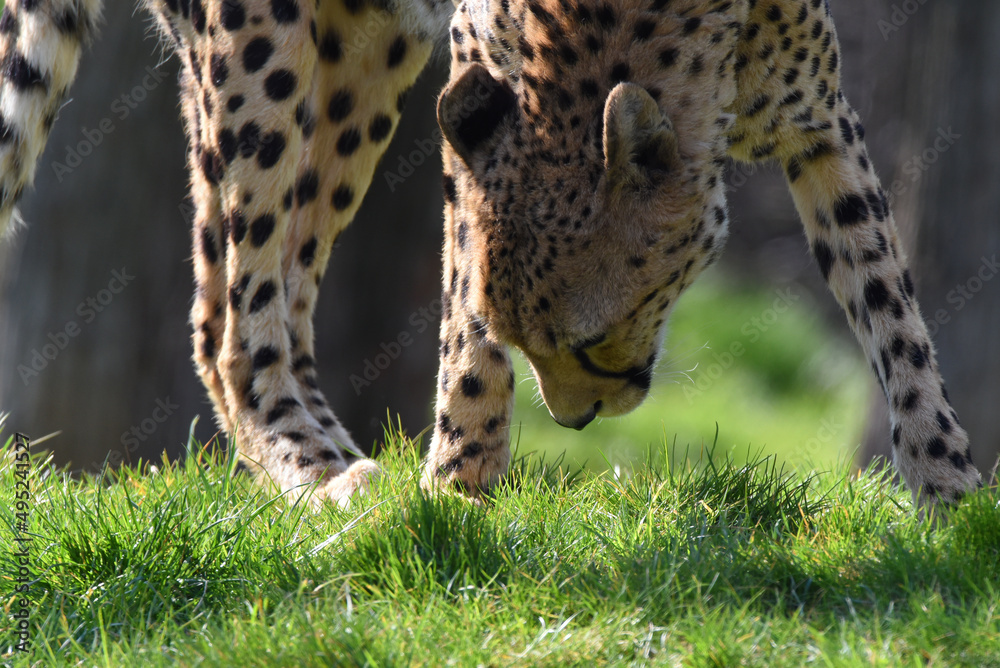 Naklejka premium Gepard