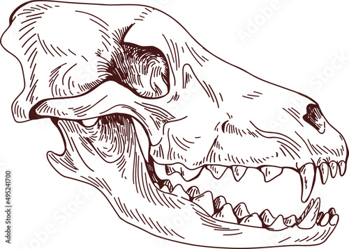Animal Head Scull Hand Drawn Illustration