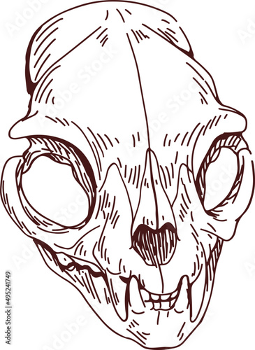 Animal Head Scull Hand Drawn Illustration