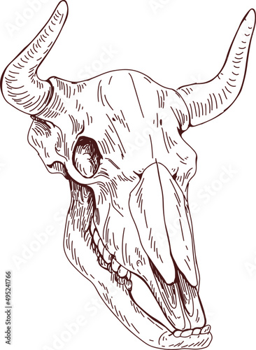 Animal Scull Hand Drawn Illustration