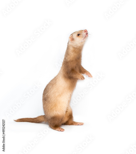 Ferret on a white background is insulated. Light color of the pet. Ermine, weasel, marten.