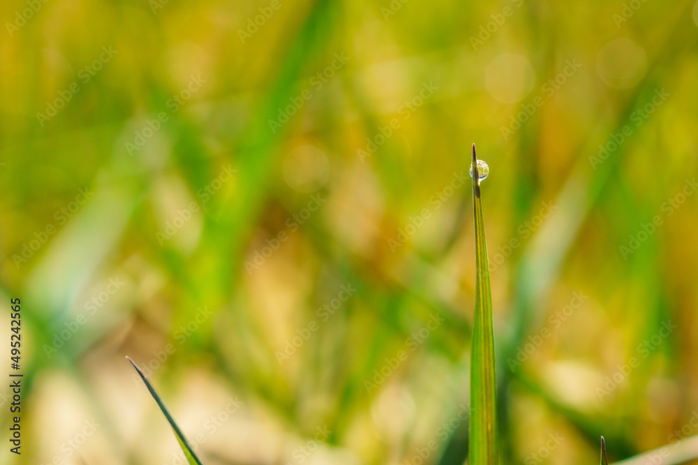A drop of dew on a blade of grass
