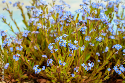 Group of many small blue forget me not or Scorpion grasses flowers, Myosotis, in a garden in a sunny spring day, beautiful outdoor floral background photographed with selective focus.