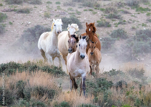 Group of wild horses running through the sage brush of the high desert in northern COlorado