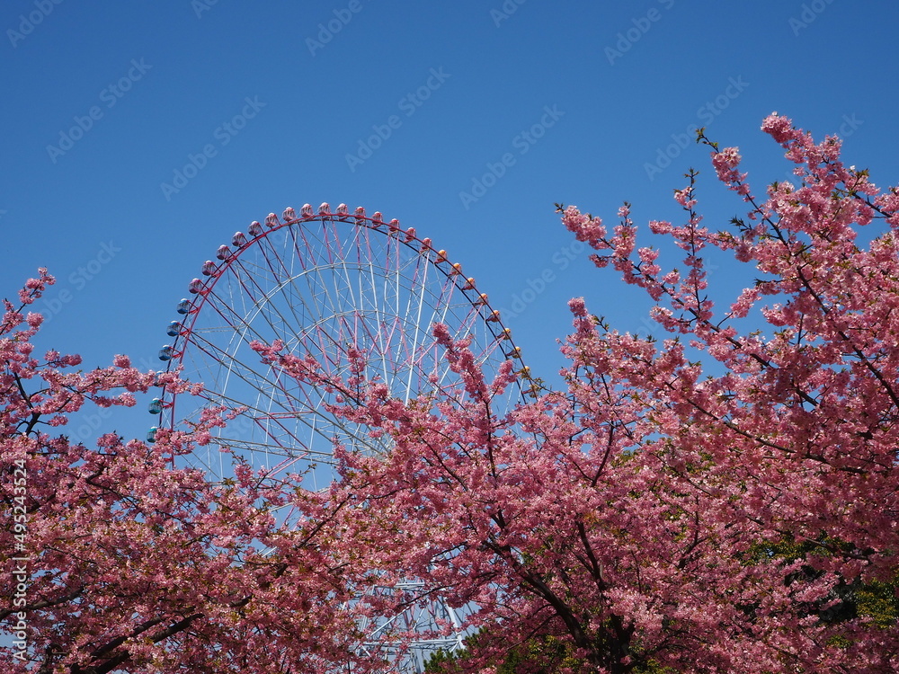 Fototapeta premium the beautiful cherry blossom trees in kasai rinkai park, Tokyo, Japan