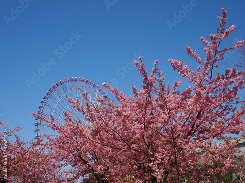 the beautiful cherry blossom trees in kasai rinkai park, Tokyo, Japan photo