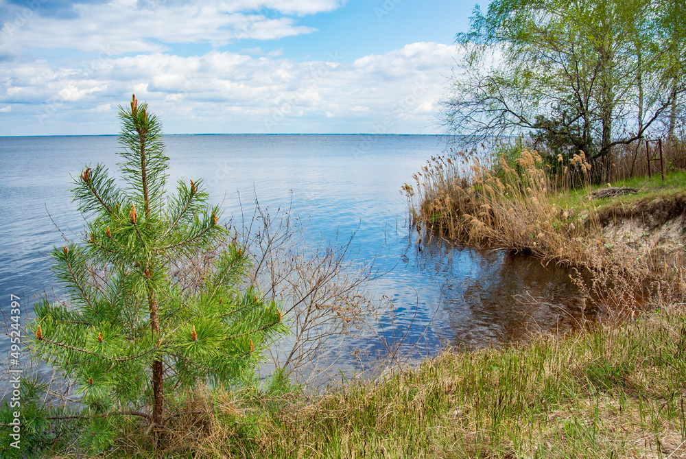 Charming landscape on a sunny spring day. A small pine, reed and birch on the winding shore of the water, which reflects the spring blue sky with thick clouds.
