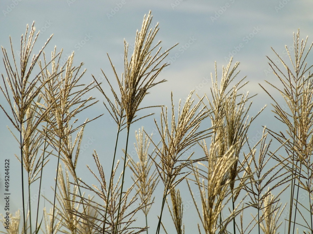 ears of wheat