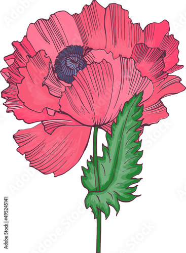 Gorgeous Poppy Flower Hand Draw Realistic Illustration