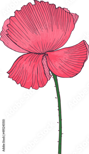 Tender Poppy Flower Hand Draw Realistic Illustration