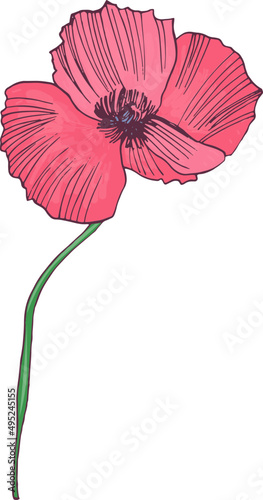 Beautiful Poppy Flower Hand Draw Realistic Illustration