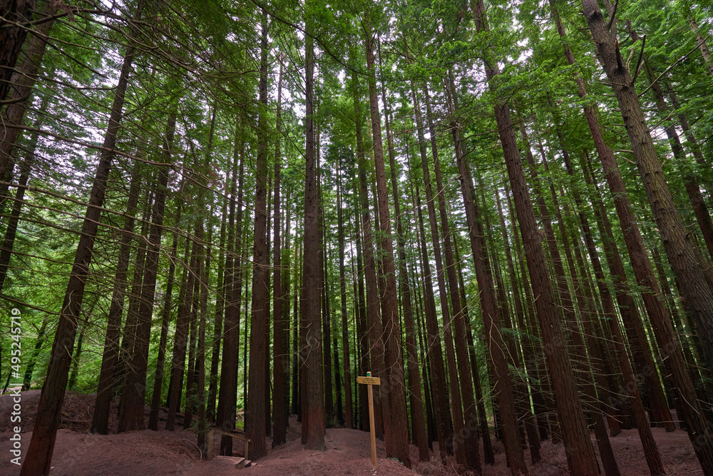A red dirt road leading into the dense forest A red dirt road leading into the dense forest